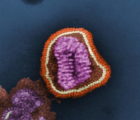 Flu-virus.jpg